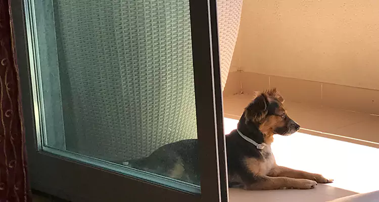 French Door Pet Screen Repair in Wekiwa Springs, FL